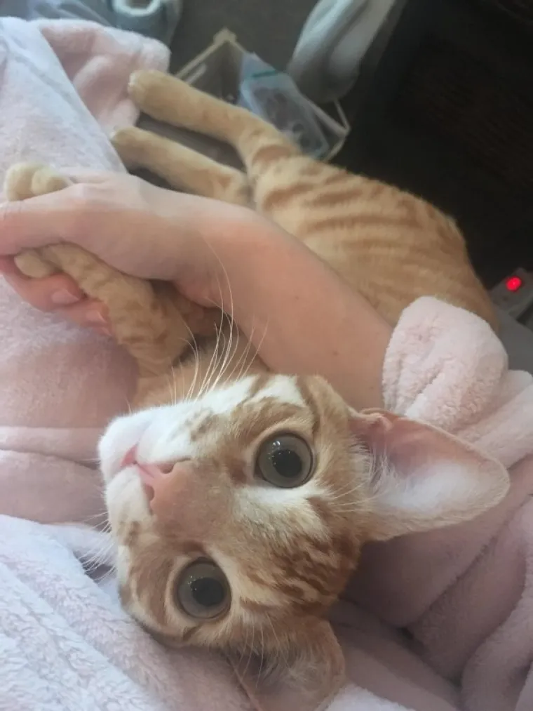 NAĐITE NEKOG TKO ĆE VAS GLEDATI KAO OVE MACE SVOJE LJUDE: A čak niti ne drže nikakav komad hrane...