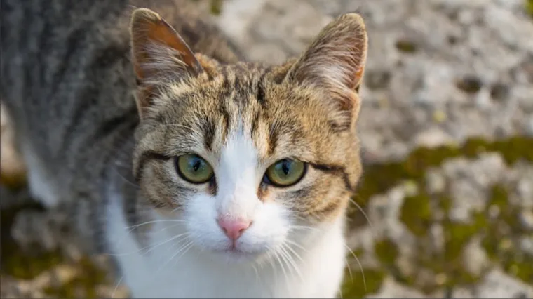 American Wirehair