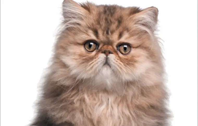 Nećete vjerovati koliko koštaju: Ovo su najskuplje mačke na svijetu!