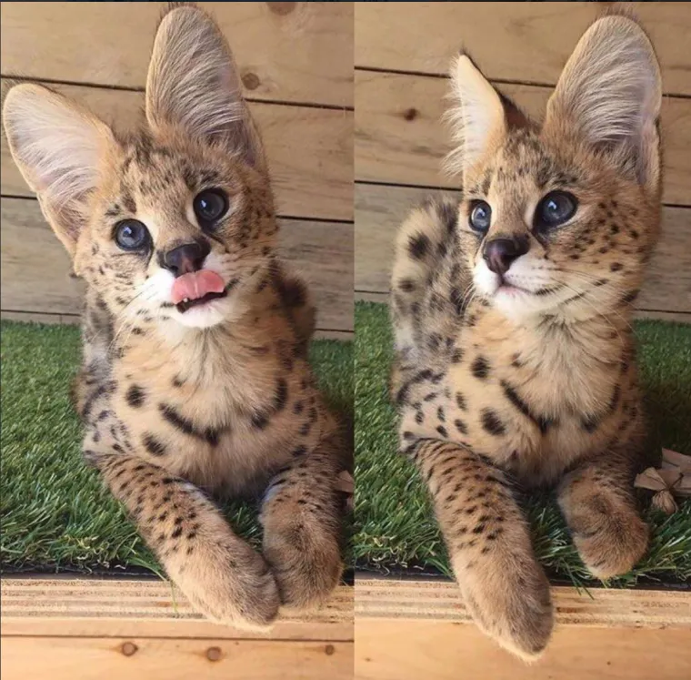 Nećete vjerovati koliko koštaju: Ovo su najskuplje mačke na svijetu!