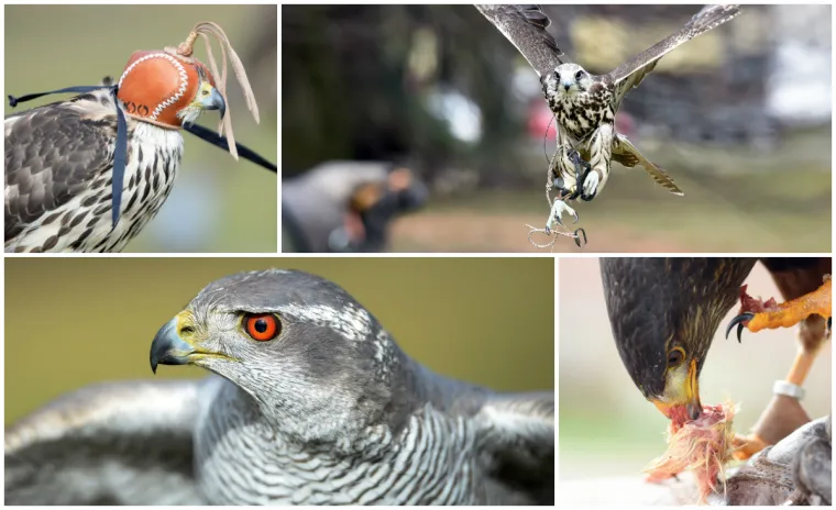 Bojite se vrana? Međimurci su smislili radikalan način da ih rastjeraju!