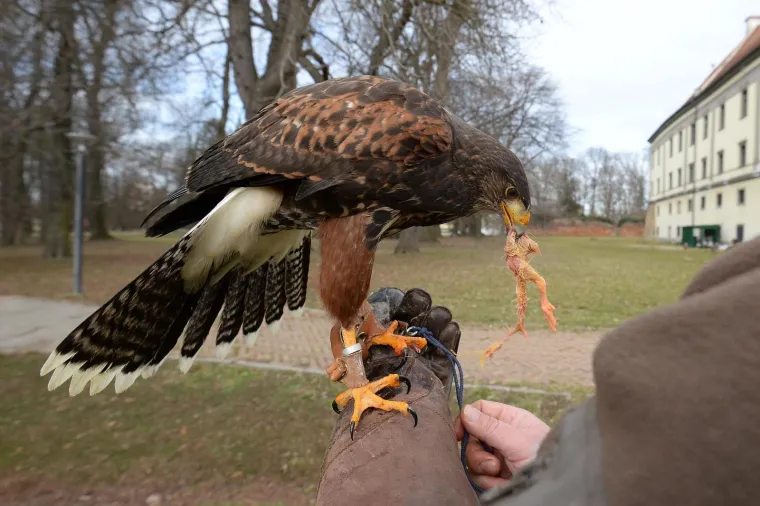 Bojite se vrana? Međimurci su smislili radikalan način da ih rastjeraju!