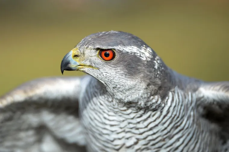 Bojite se vrana? Međimurci su smislili radikalan način da ih rastjeraju!