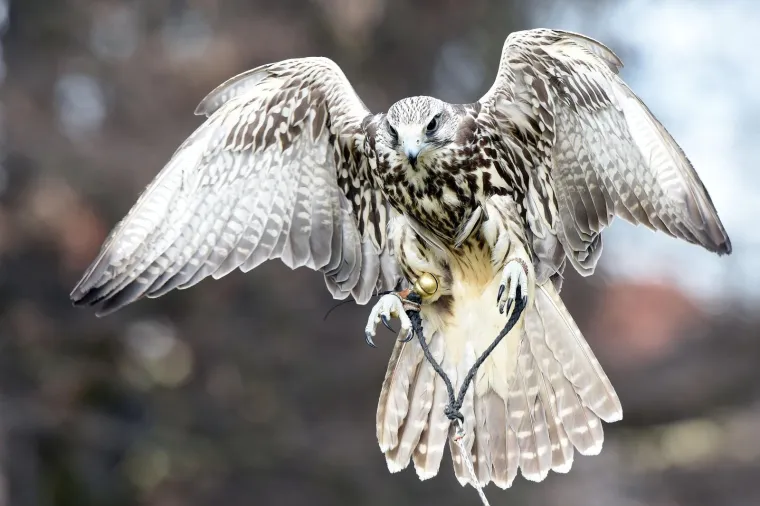 Bojite se vrana? Međimurci su smislili radikalan način da ih rastjeraju!