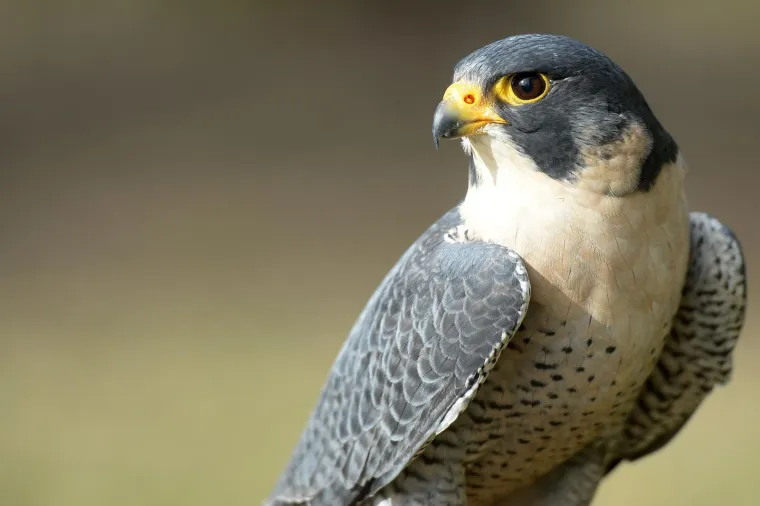 Bojite se vrana? Međimurci su smislili radikalan način da ih rastjeraju!