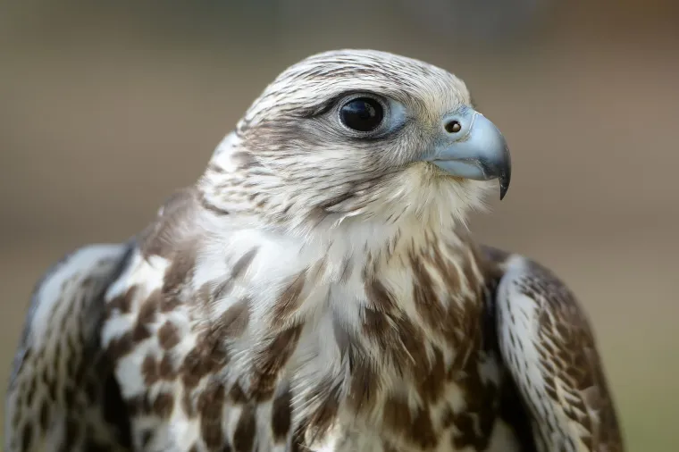 Bojite se vrana? Međimurci su smislili radikalan način da ih rastjeraju!