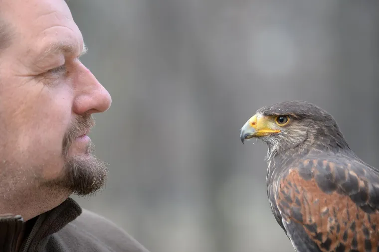 Bojite se vrana? Međimurci su smislili radikalan način da ih rastjeraju!