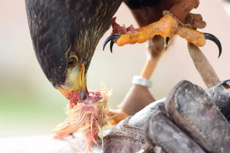 Bojite se vrana? Međimurci su smislili radikalan način da ih rastjeraju!
