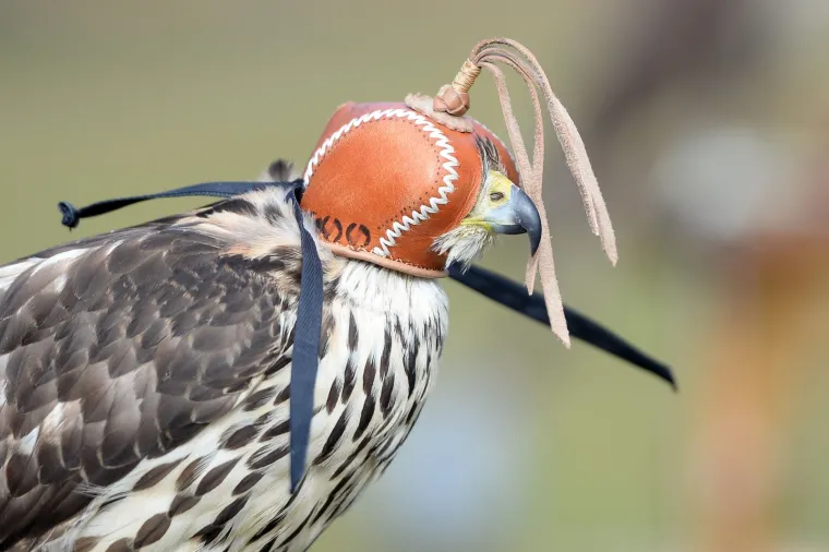 Bojite se vrana? Međimurci su smislili radikalan način da ih rastjeraju!