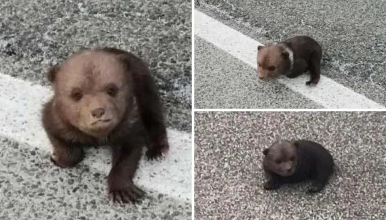 Najslađe fotografije danas! Ovo je medvjedić Matija. Pronađen je napu&scaron;ten na cesti