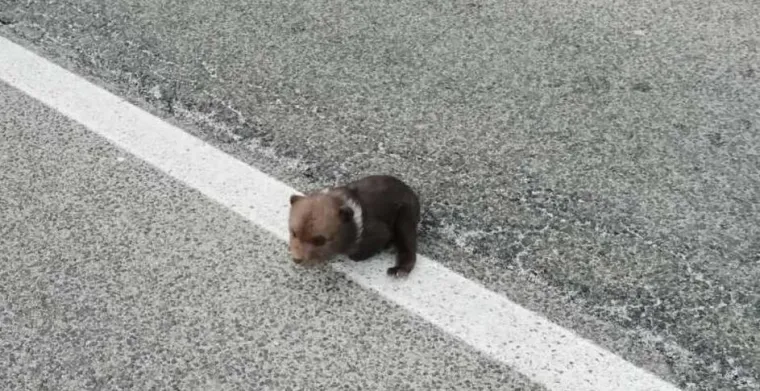 Najslađe fotografije danas! Ovo je medvjedić Matija. Pronađen je napu&scaron;ten na cesti
