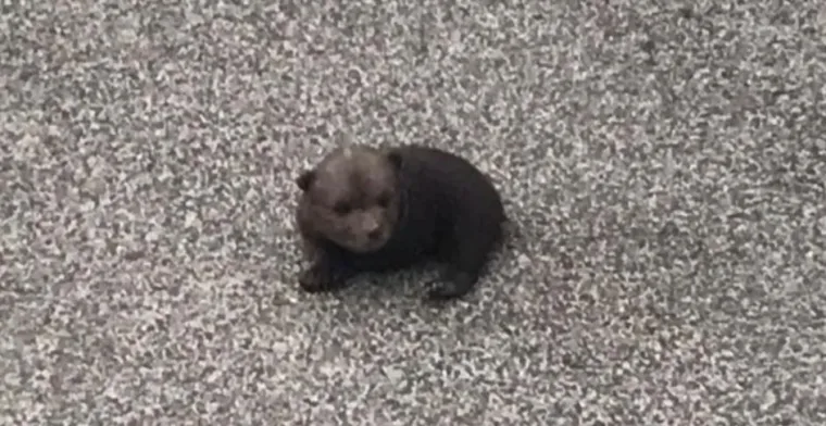 Najslađe fotografije danas! Ovo je medvjedić Matija. Pronađen je napu&scaron;ten na cesti