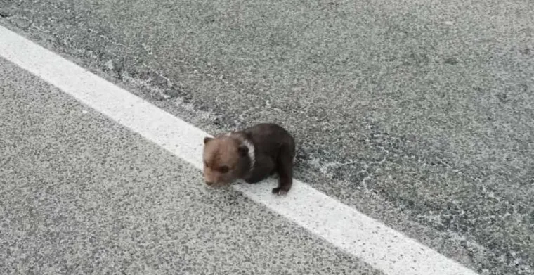 Najslađe fotografije danas! Ovo je medvjedić Matija. Pronađen je napu&scaron;ten na cesti
