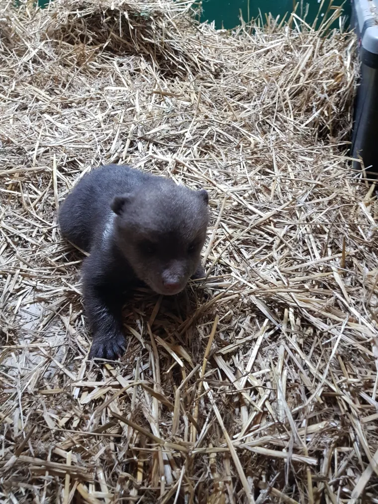Najslađe fotografije danas! Ovo je medvjedić Matija. Pronađen je napu&scaron;ten na cesti