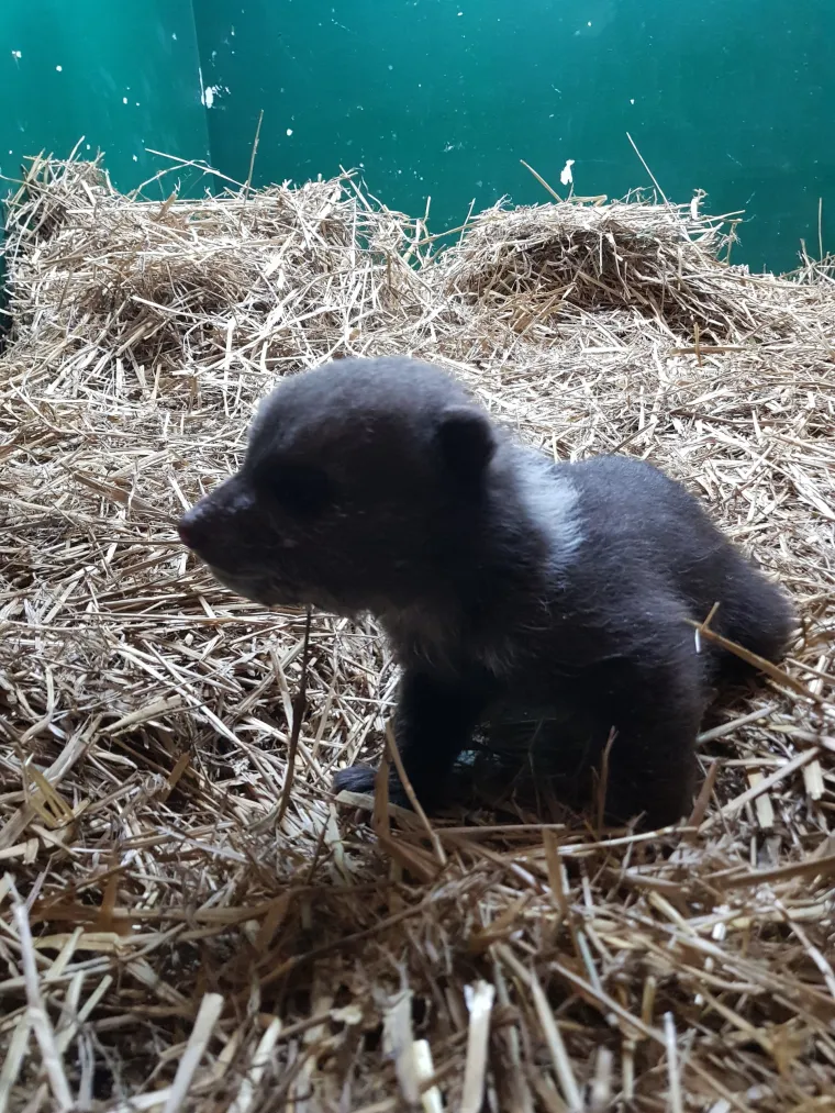 Najslađe fotografije danas! Ovo je medvjedić Matija. Pronađen je napu&scaron;ten na cesti