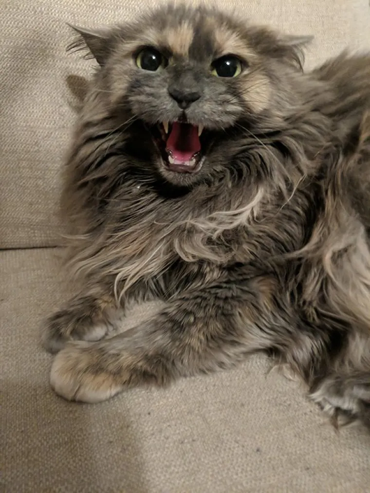 SLATKE MALE ŽIVOTINJICE: Kad ih vidite u ovom izdanju bit će vam žao &scaron;to niste njihovi ljudi