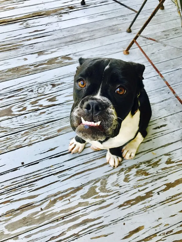 SLATKE MALE ŽIVOTINJICE: Kad ih vidite u ovom izdanju bit će vam žao &scaron;to niste njihovi ljudi