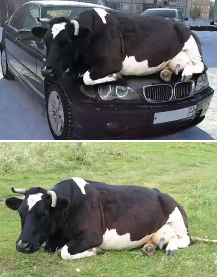 Krava se nije odmarala na automobilu. Naravno da nije.