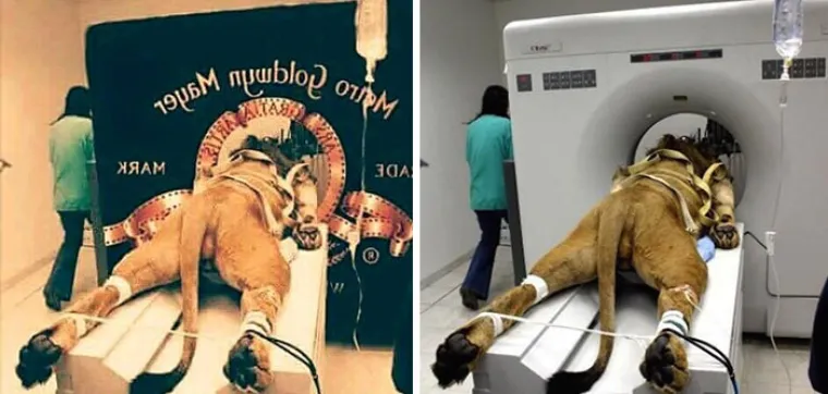 Ne, ovo nije snimanje slavne &scaron;pice za MGM, već samo bolesni lav kod veterinara.