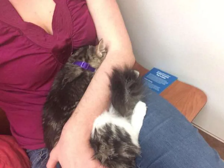 Urnebesne reakcije kućnih ljubimaca kada su shvatili da idu veterinaru
