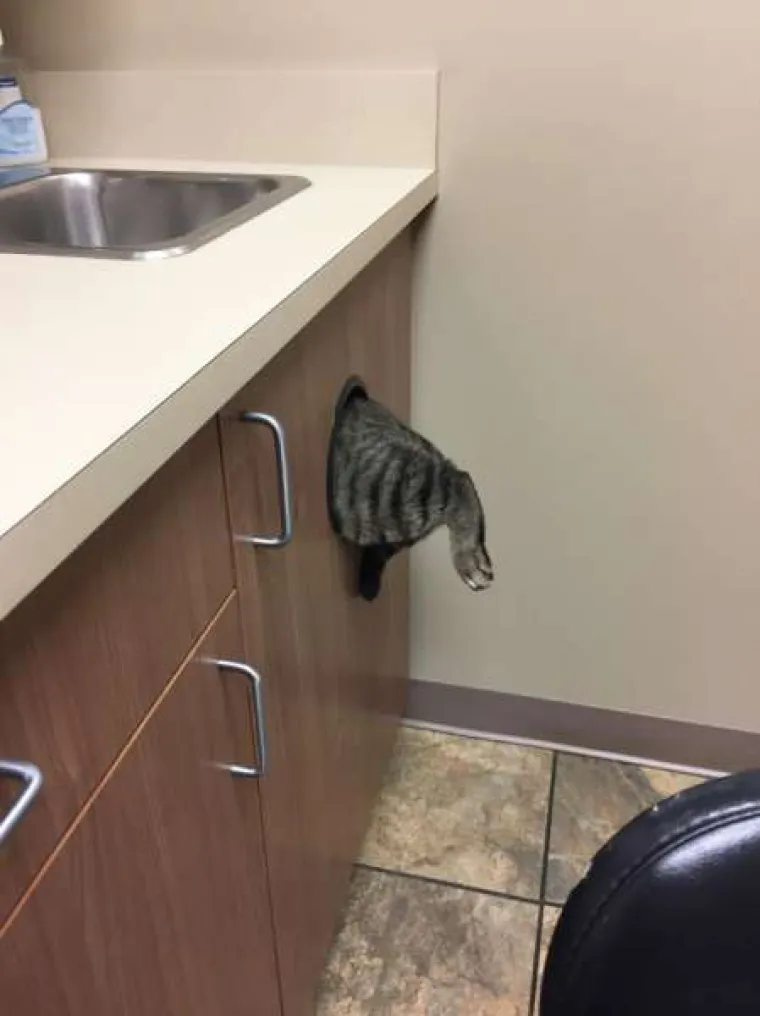 Urnebesne reakcije kućnih ljubimaca kada su shvatili da idu veterinaru