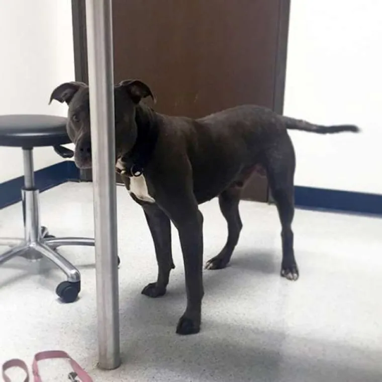 Urnebesne reakcije kućnih ljubimaca kada su shvatili da idu veterinaru