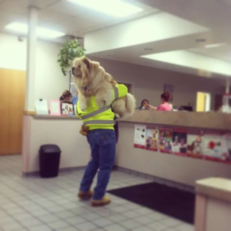 Urnebesne reakcije kućnih ljubimaca kada su shvatili da idu veterinaru