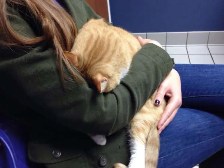Urnebesne reakcije kućnih ljubimaca kada su shvatili da idu veterinaru
