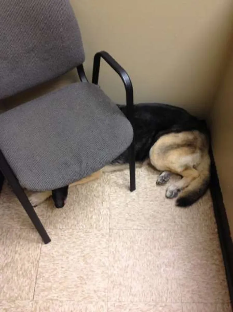 Urnebesne reakcije kućnih ljubimaca kada su shvatili da idu veterinaru