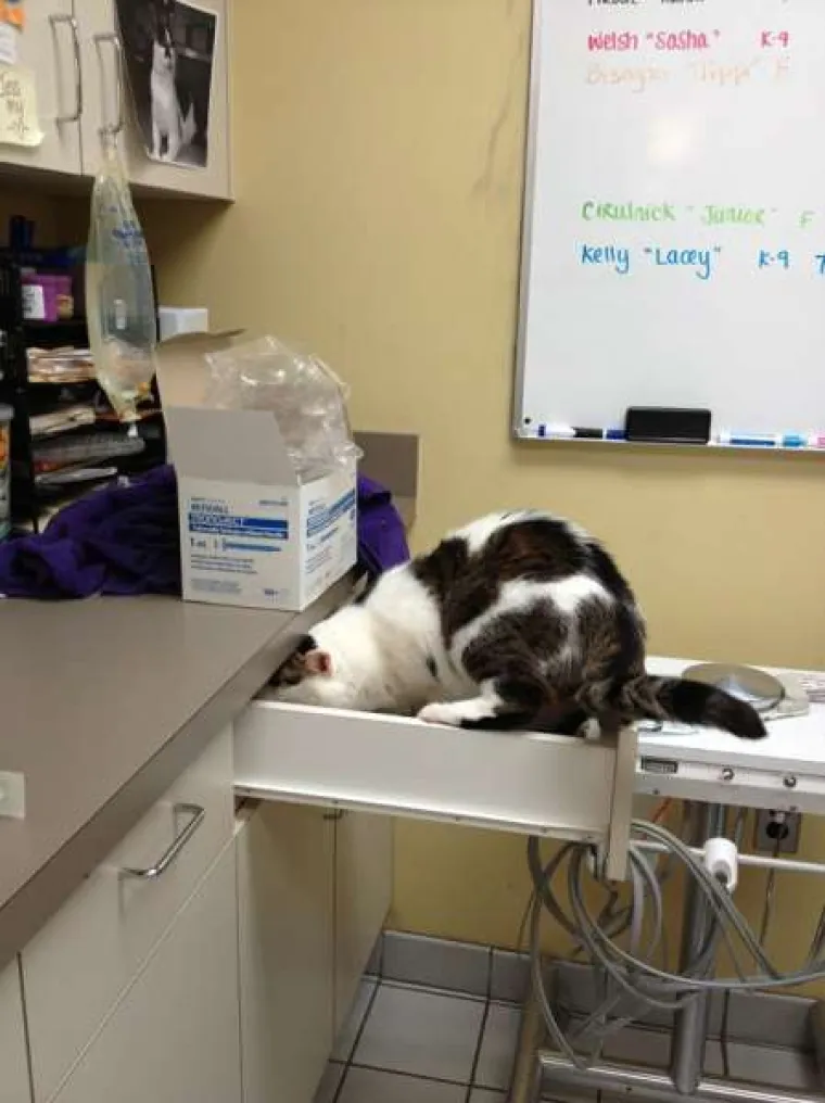Urnebesne reakcije kućnih ljubimaca kada su shvatili da idu veterinaru