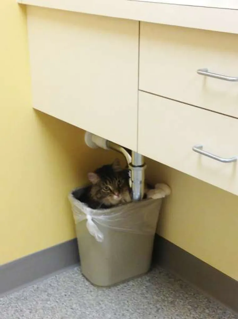 Urnebesne reakcije kućnih ljubimaca kada su shvatili da idu veterinaru