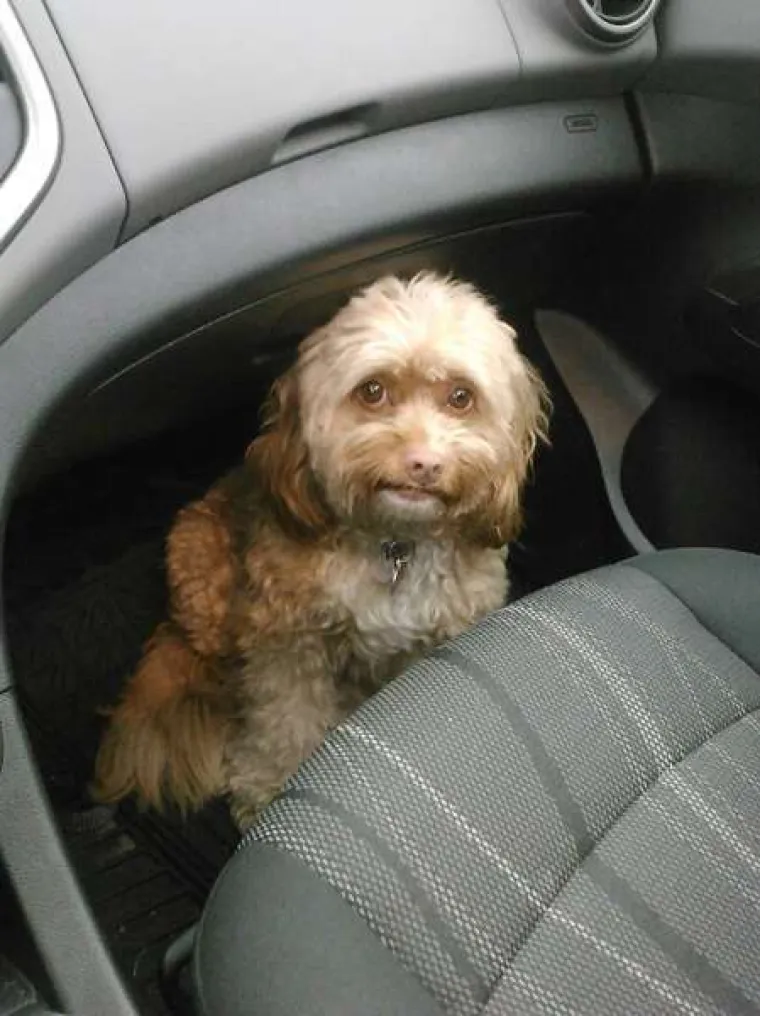 Urnebesne reakcije kućnih ljubimaca kada su shvatili da idu veterinaru