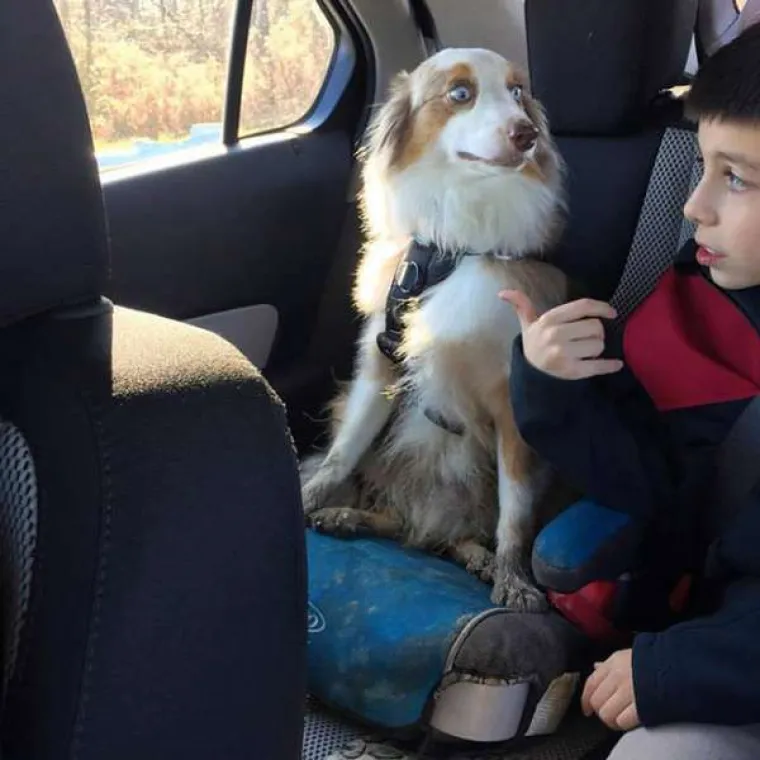 Urnebesne reakcije kućnih ljubimaca kada su shvatili da idu veterinaru