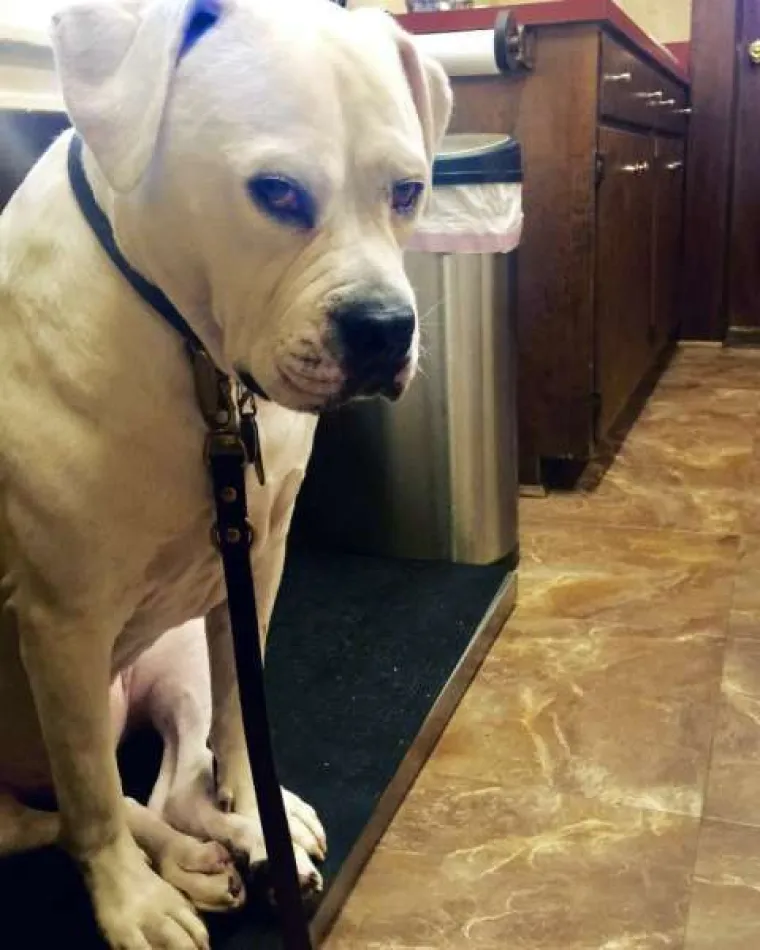 Urnebesne reakcije kućnih ljubimaca kada su shvatili da idu veterinaru