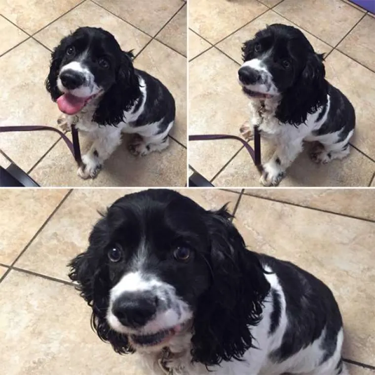 Urnebesne reakcije kućnih ljubimaca kada su shvatili da idu veterinaru