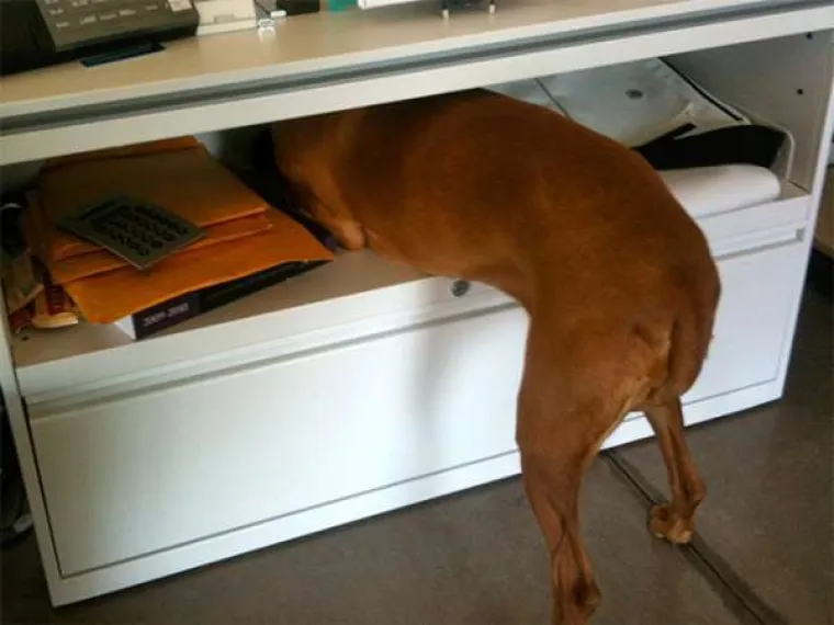 Urnebesne reakcije kućnih ljubimaca kada su shvatili da idu veterinaru