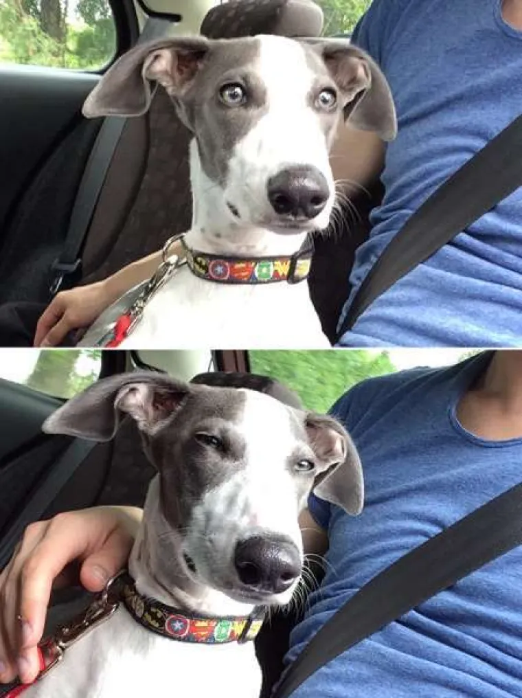 Urnebesne reakcije kućnih ljubimaca kada su shvatili da idu veterinaru