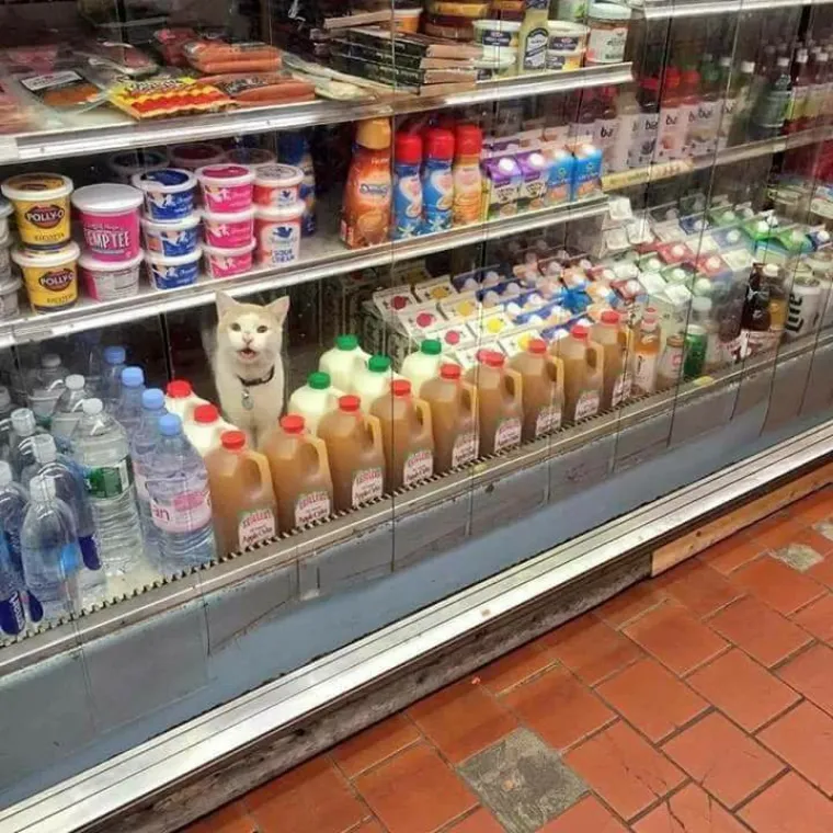 Nije za one sa že&scaron;ćim OKP-om: 25 stvari koje nisu na mjestima na kojima bi trebale biti