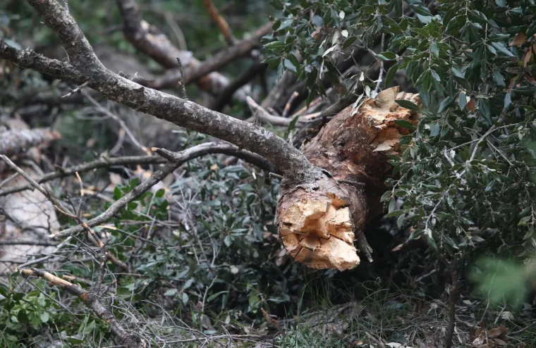Režu oboljela stabla! Pogledajte kako izgleda 'ogoljeli' Marjan