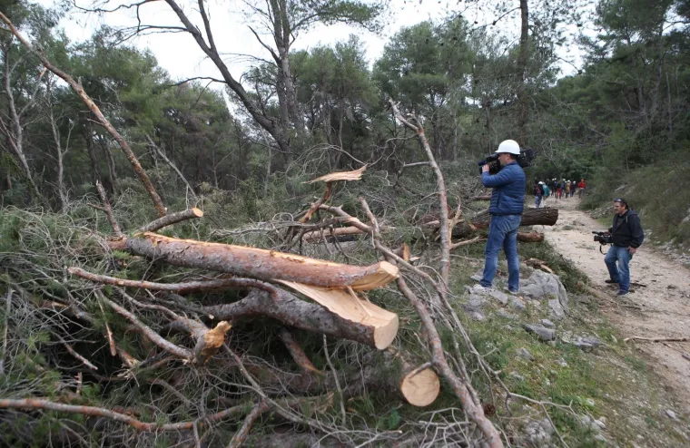 Režu oboljela stabla! Pogledajte kako izgleda 'ogoljeli' Marjan