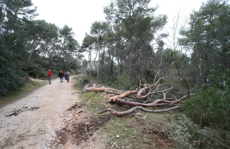 Režu oboljela stabla! Pogledajte kako izgleda 'ogoljeli' Marjan