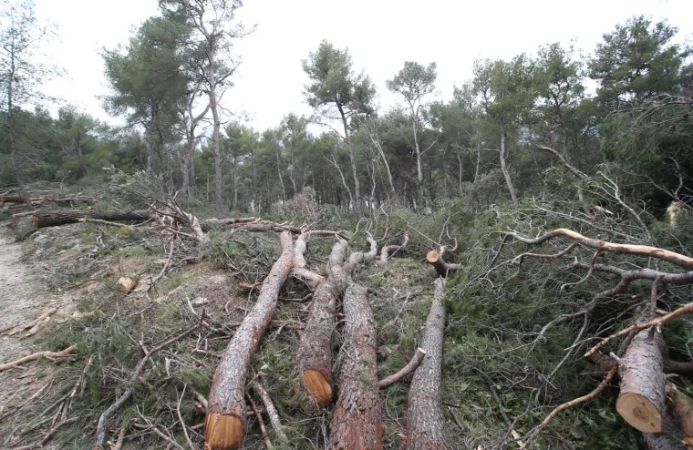 Režu oboljela stabla! Pogledajte kako izgleda 'ogoljeli' Marjan