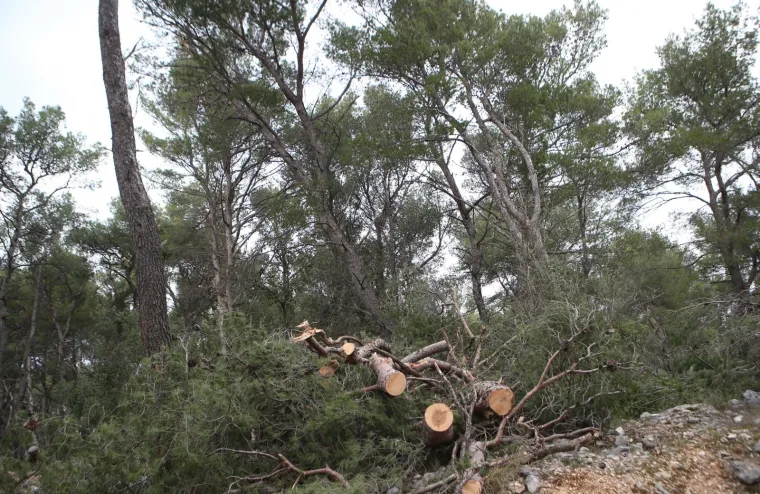 Režu oboljela stabla! Pogledajte kako izgleda 'ogoljeli' Marjan