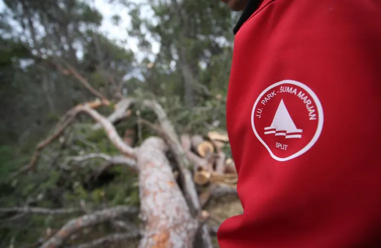 Režu oboljela stabla! Pogledajte kako izgleda 'ogoljeli' Marjan