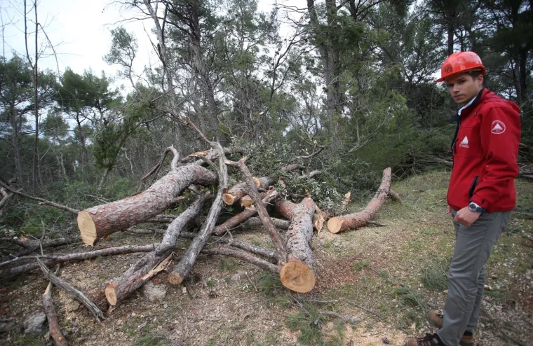 Režu oboljela stabla! Pogledajte kako izgleda 'ogoljeli' Marjan