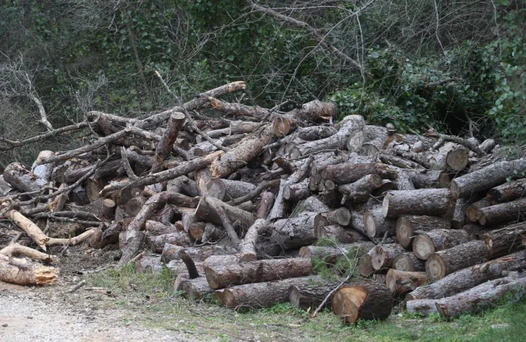 Režu oboljela stabla! Pogledajte kako izgleda 'ogoljeli' Marjan
