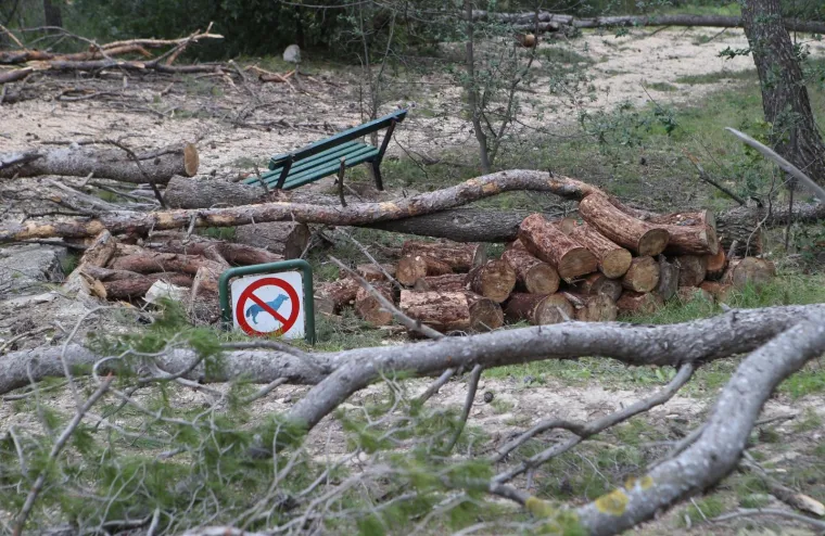 Režu oboljela stabla! Pogledajte kako izgleda 'ogoljeli' Marjan