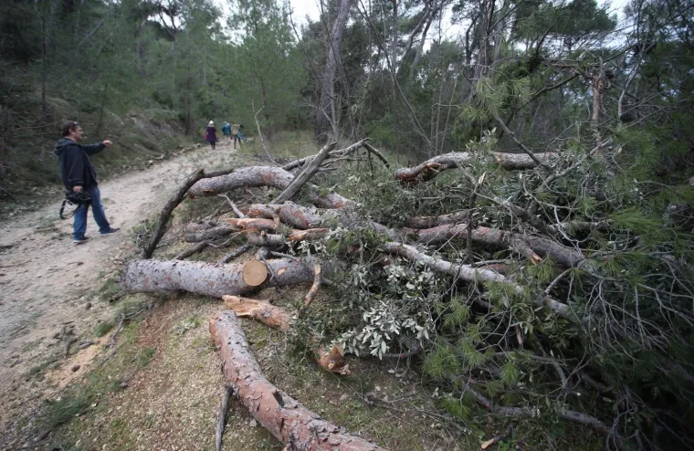 Režu oboljela stabla! Pogledajte kako izgleda 'ogoljeli' Marjan