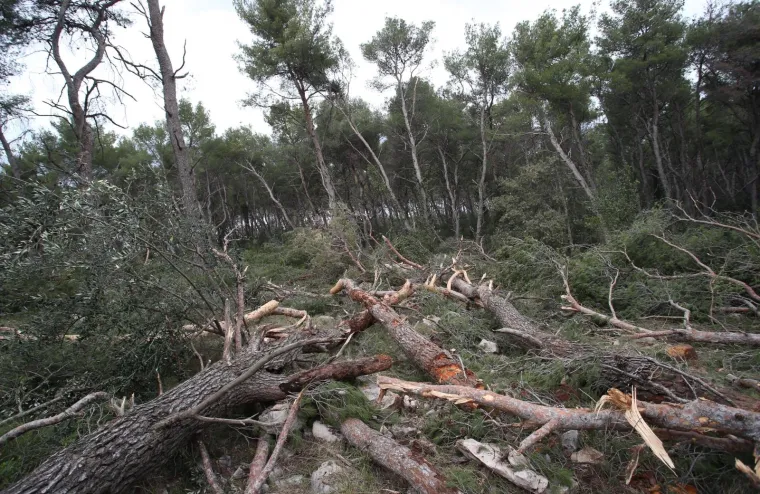 Režu oboljela stabla! Pogledajte kako izgleda 'ogoljeli' Marjan