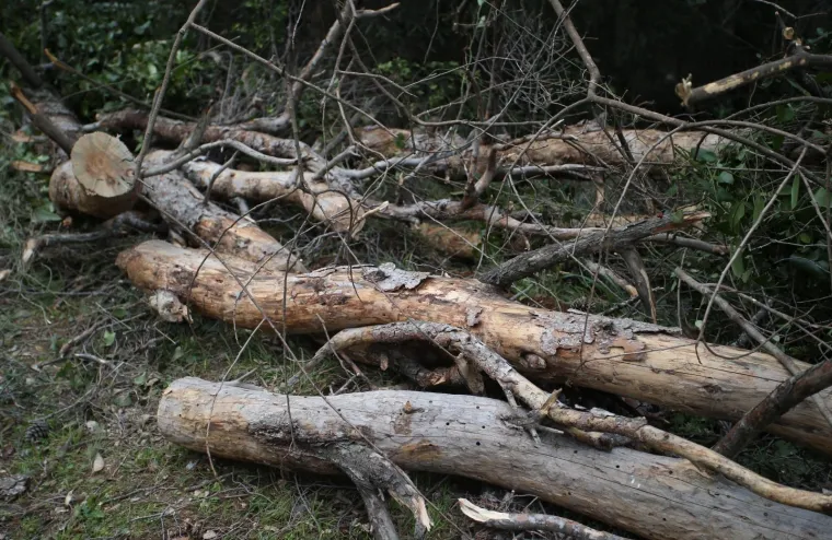 Režu oboljela stabla! Pogledajte kako izgleda 'ogoljeli' Marjan